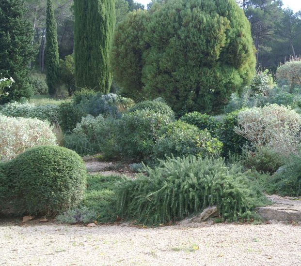 végétaux méditerranéen plantés dans un rocaille dans les alpilles 